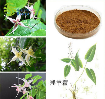 Epimedium Extract