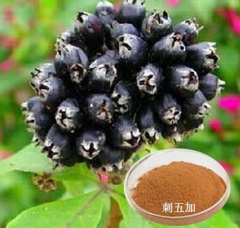Organic Siberian Ginseng Extract